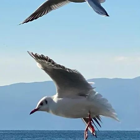 New Pogradec